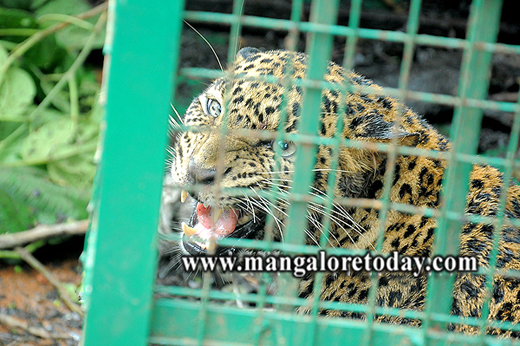 leopard 1